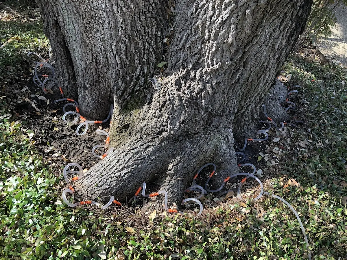Detailed Tree Cabling and Bracing job site in West Creek