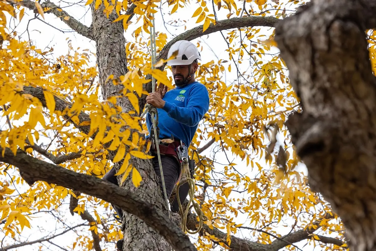 Skilled Tree Pruning crew working in West Creek